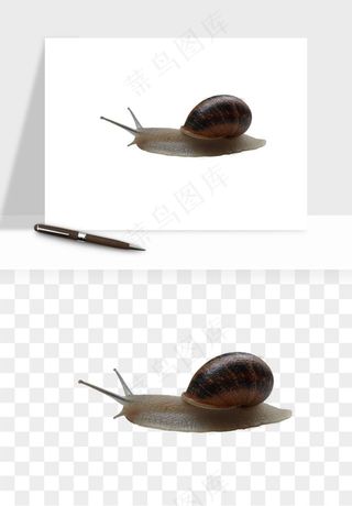 蜗牛动物png免抠