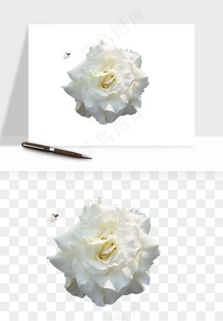 白玫瑰花枝花束png免抠