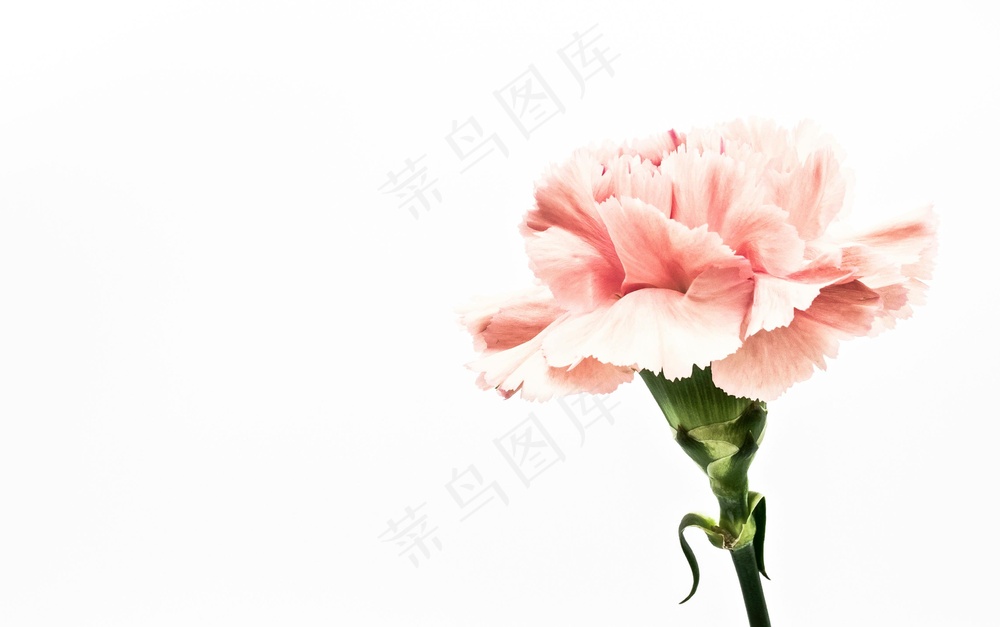 纯洁的粉色花语