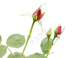 月季花|花骨朵|含苞待放