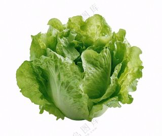 青菜生菜蔬菜免抠