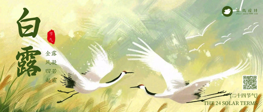 白露公众号首图