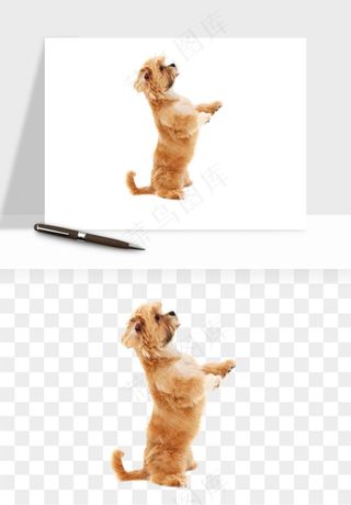 猫咪喵星人狗狗宠物元素png免抠