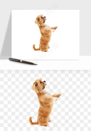 猫咪喵星人狗狗宠物元素png免抠