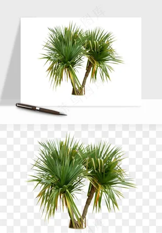 棕榈树椰树png免抠