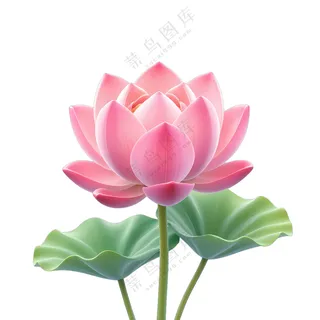 粉色的莲花盛开在绿色的荷叶上