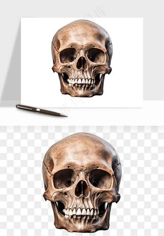 人体骨头png免抠