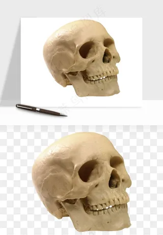 人体骨头png免抠