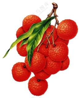 水果插画元素 (13) 水果插画元素 (13)