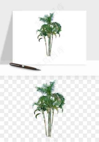 棕榈树椰树png免抠