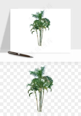 棕榈树椰树png免抠