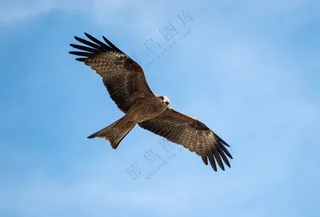 蓝色天空猛禽飞行图片