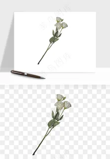 白玫瑰花枝花束png免抠