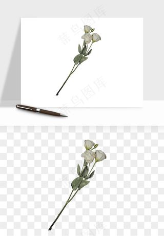 白玫瑰花枝花束png免抠