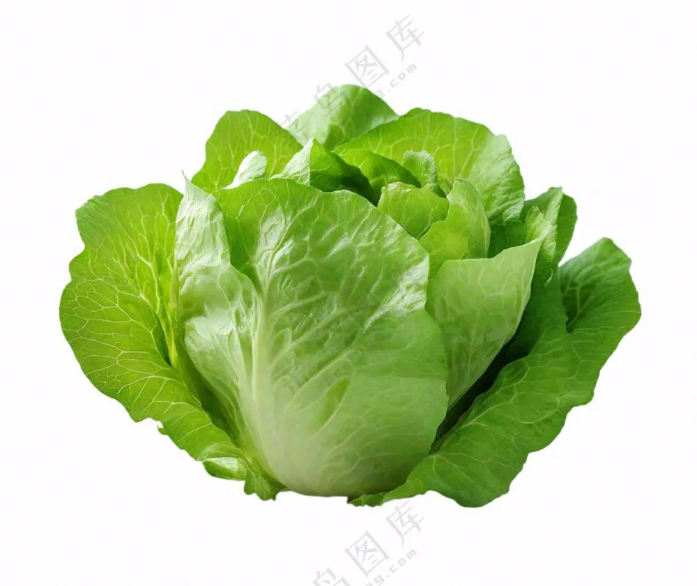 青菜生菜蔬菜免抠