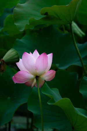 夏日的荷花