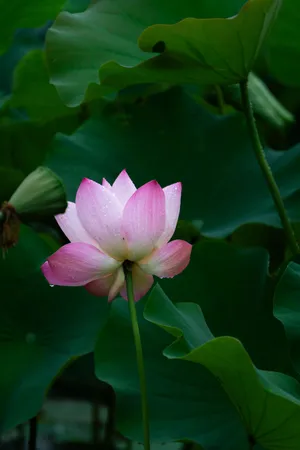 夏日的荷花