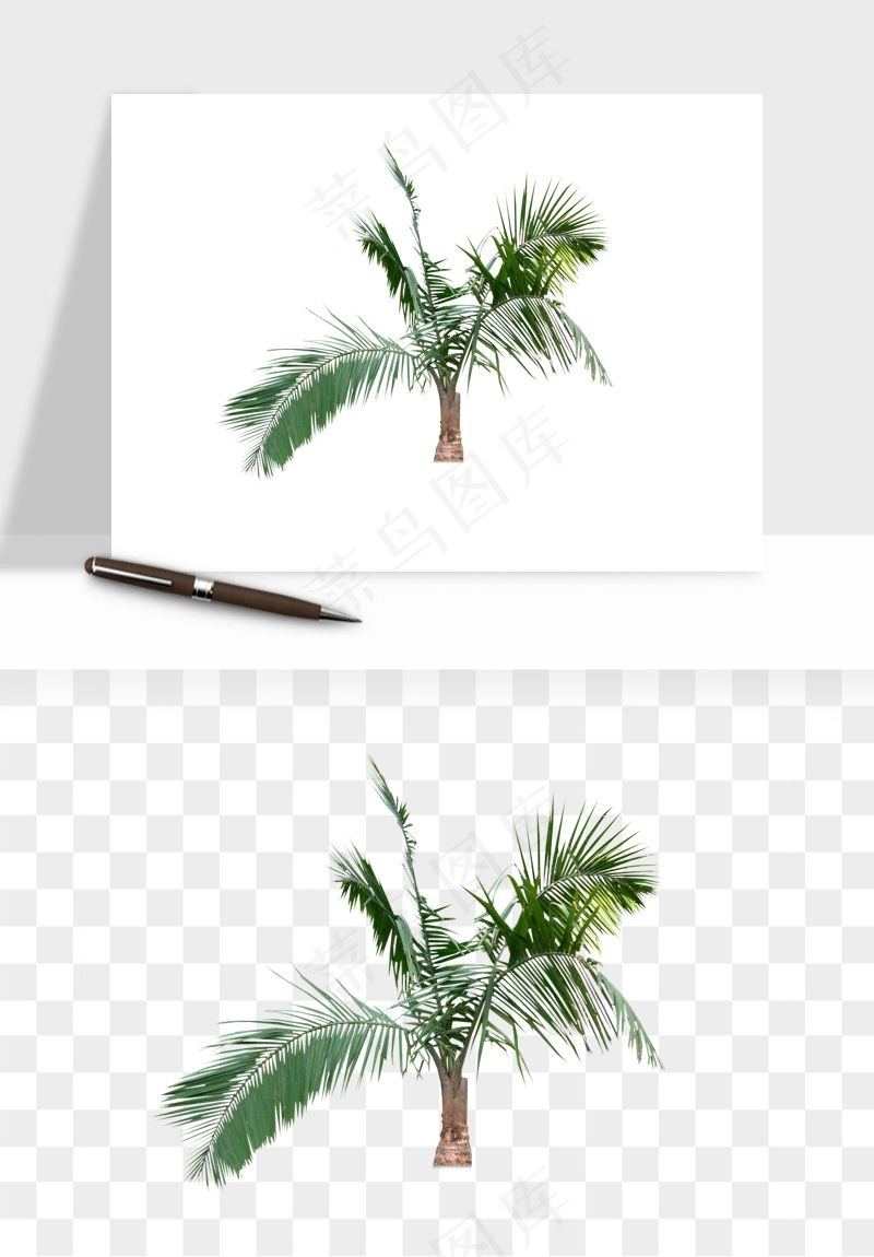 棕榈树椰树png免抠