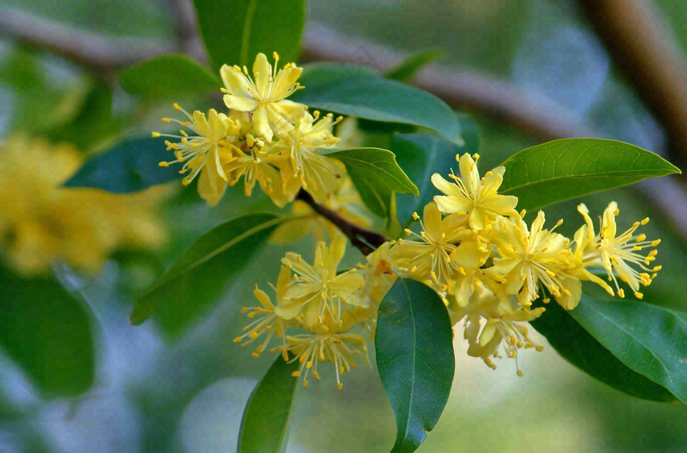 树枝上的小黄花植物摄影图