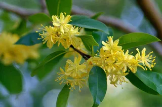 树枝上的小黄花植物摄影图