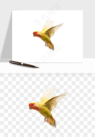 鹦鹉八哥鸟宠物png免抠