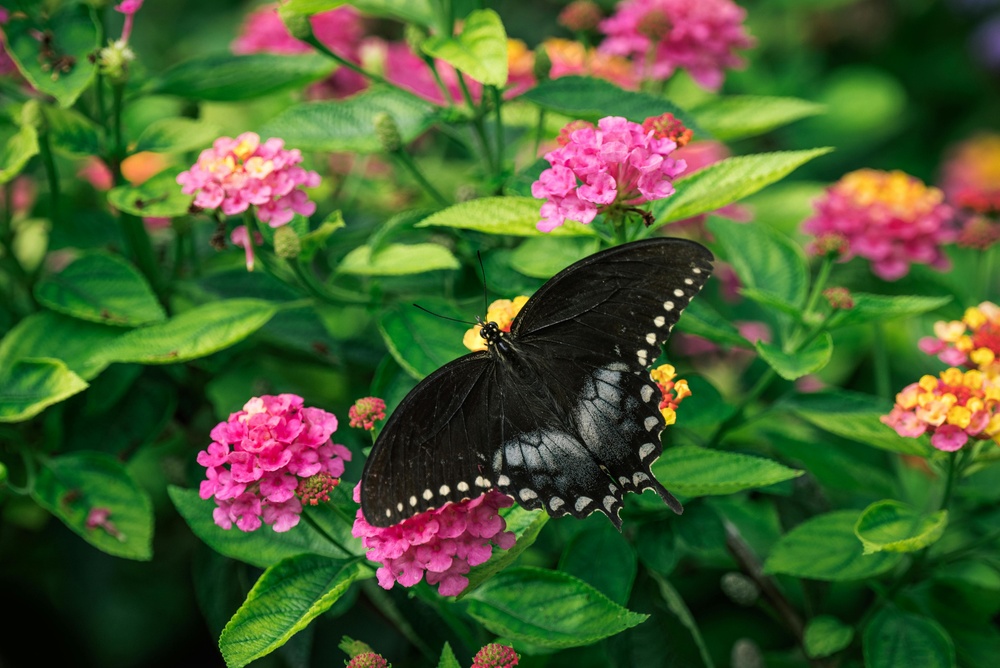 花间翩翩的彩蝶