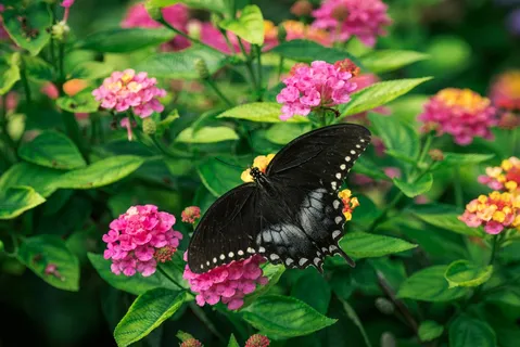 花间翩翩的彩蝶