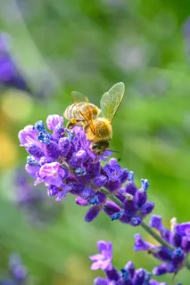 阳光下的忙碌精灵——紫罗兰上的蜜蜂采集图 阳光下的忙碌精灵——紫罗兰上的蜜蜂采集图