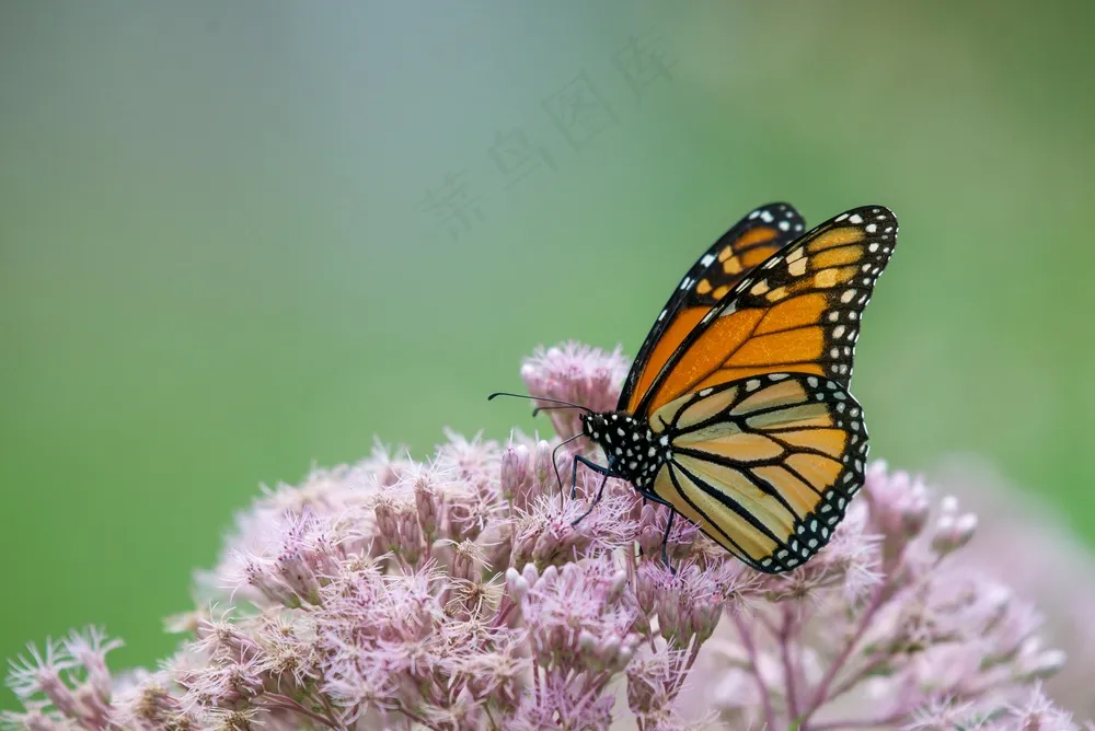 自然乐章：蝴蝶与花的静谧之舞