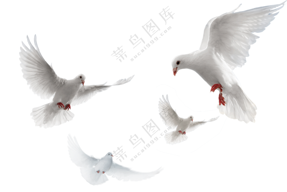 不同动作姿态的和平鸽免抠图片素材