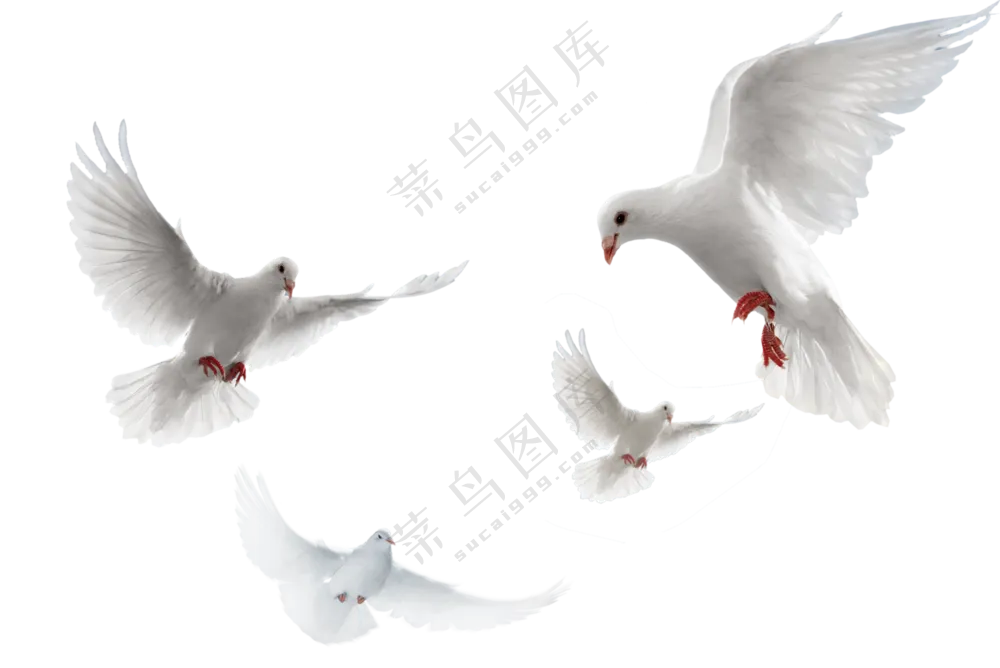 不同动作姿态的和平鸽免抠图片素材