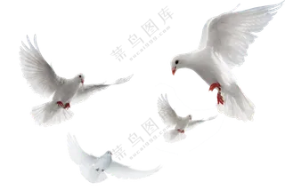 不同动作姿态的和平鸽免抠图片素材