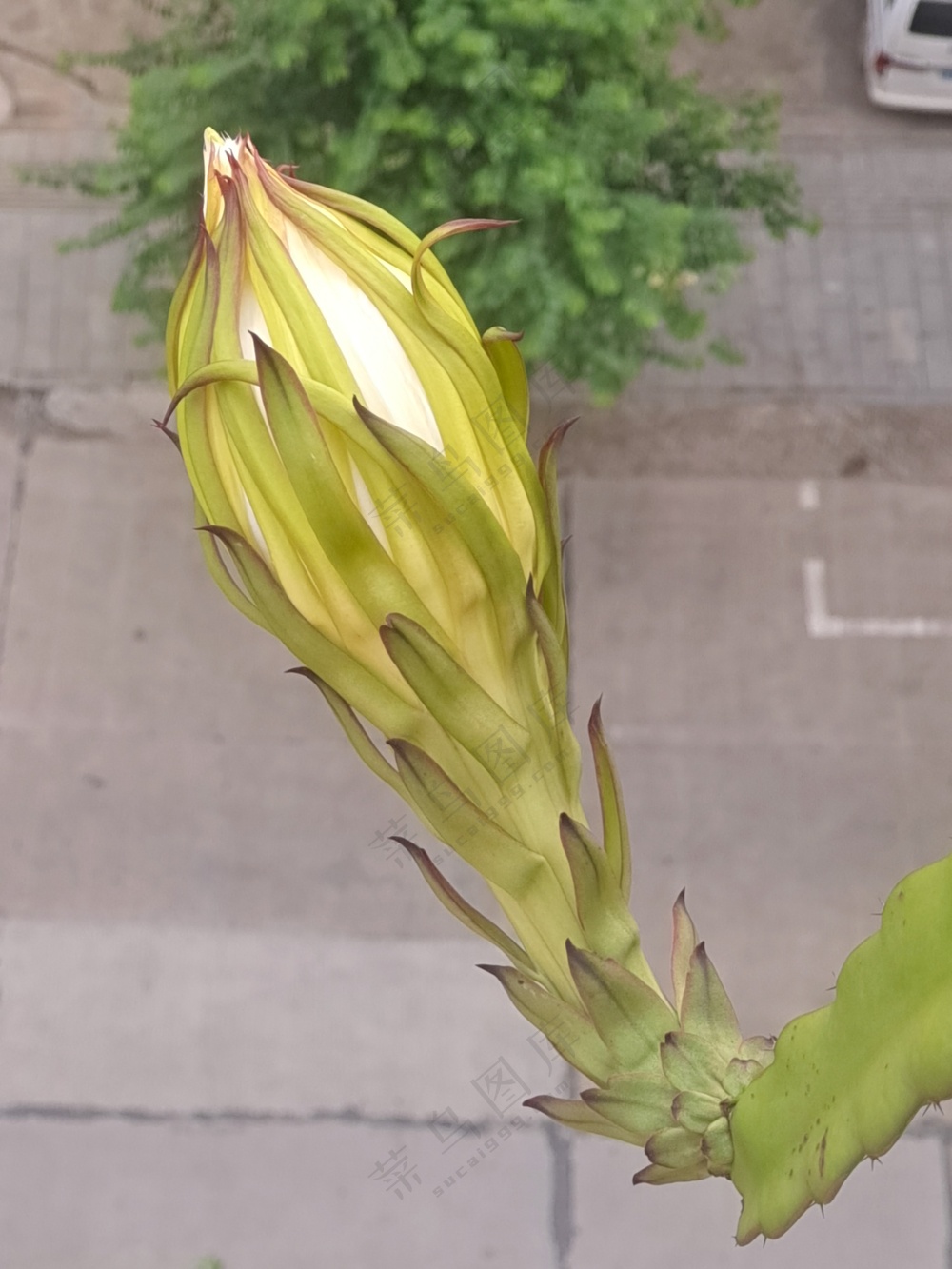 火龙果苞花