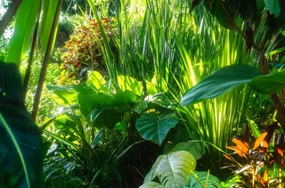 热带植物园绿植摄影图