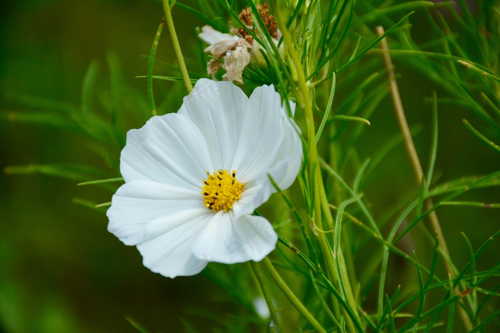 翠绿草丛中的洁白雏菊。