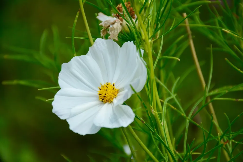 翠绿草丛中的洁白雏菊。