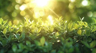 阳光下的植物绿叶立春春分摄影图