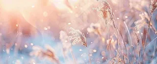 冬天下雪天的芦苇荡夕阳晚霞小雪大雪摄影图