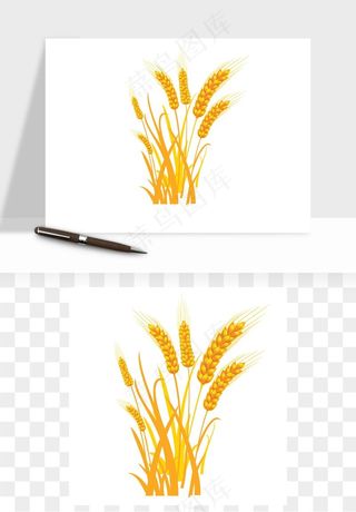 手绘麦穗稻穗麦秆矢量png免抠