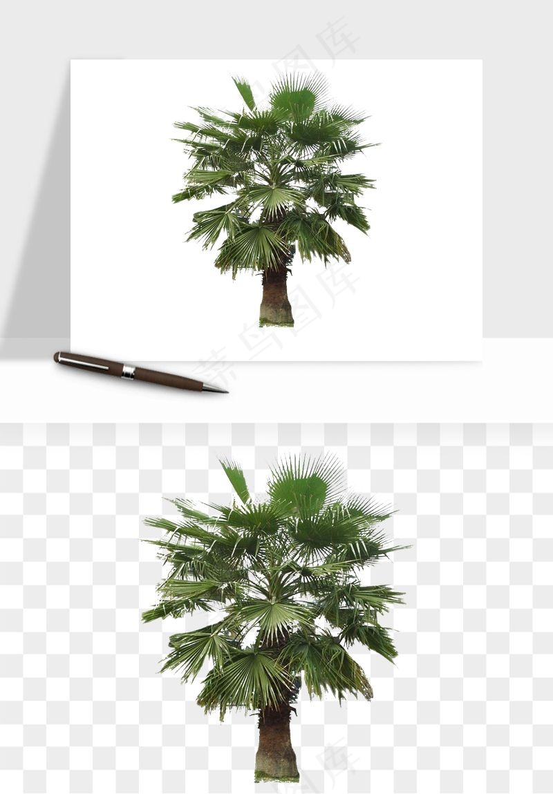 棕榈树椰树png免抠