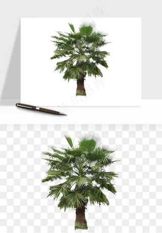 棕榈树椰树png免抠