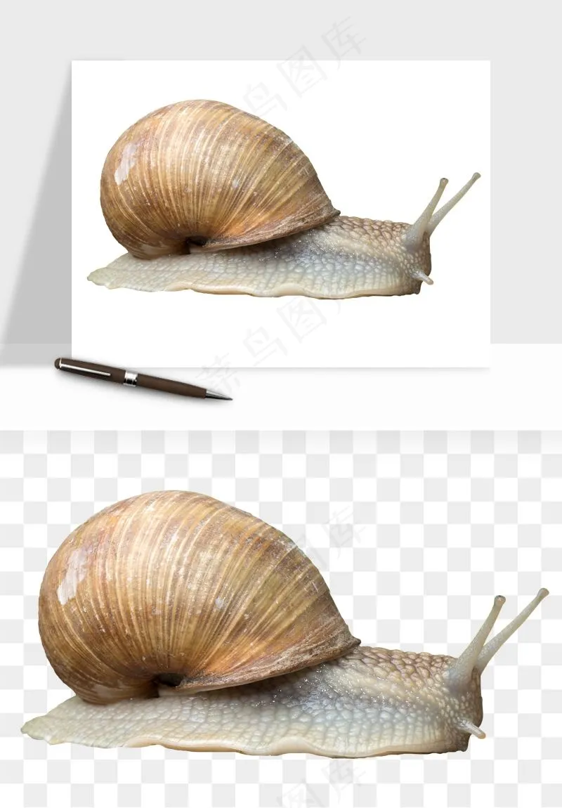 蜗牛动物png免抠