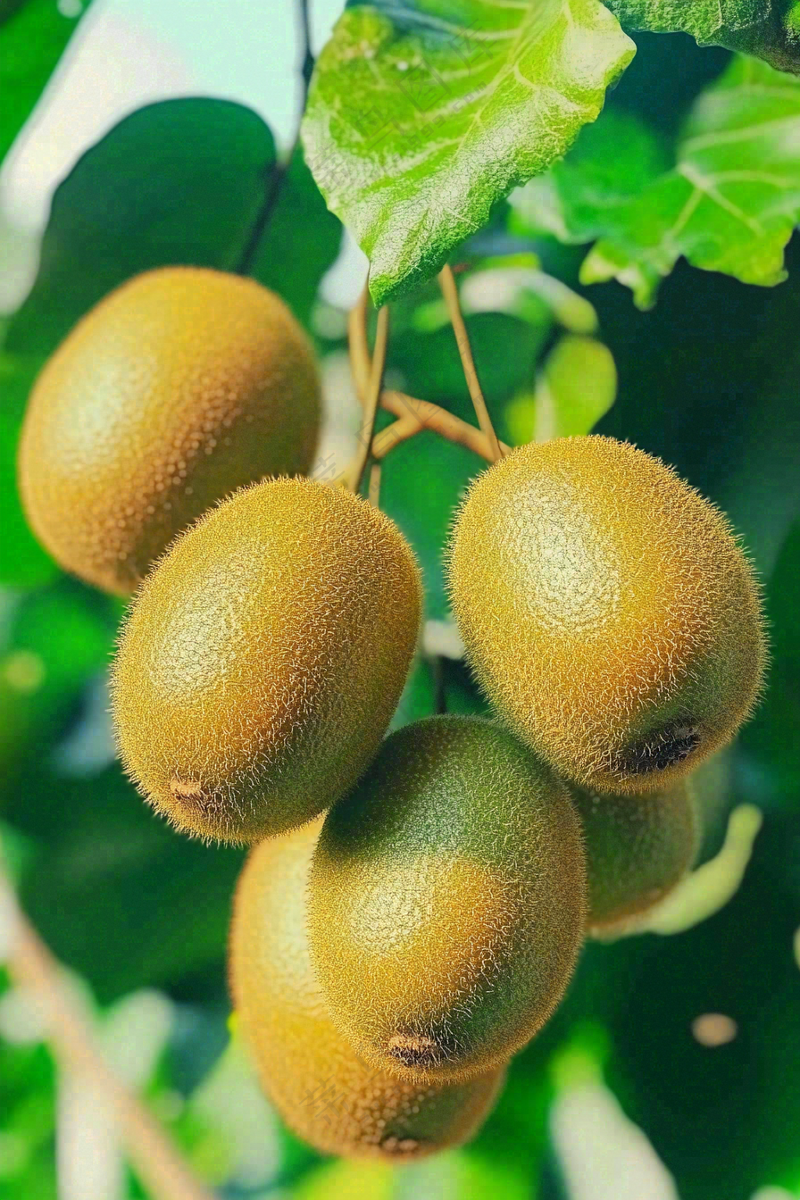 新鲜水果猕猴桃摄影图