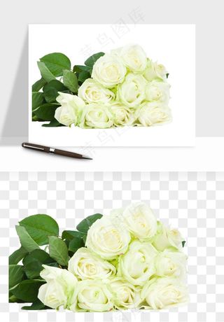 白玫瑰花枝花束png免抠