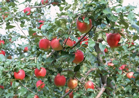 树枝上的苹果 (1)
