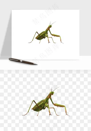 螳螂png免抠