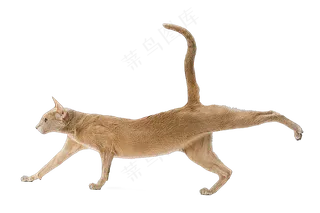 png免抠搞笑有趣动物