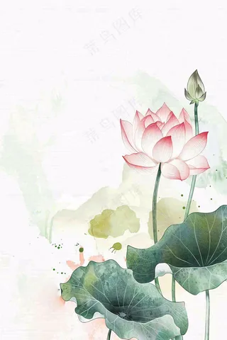 夏天荷花荷叶清凉小清新淡雅立夏夏至暑插画背景