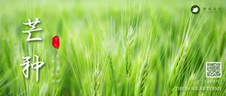 芒种公众号首图