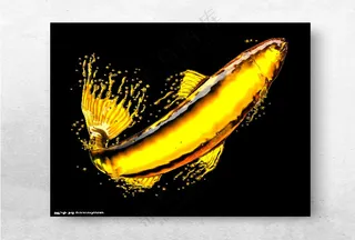 鱼肝油金龙鱼设计